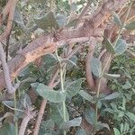 Calotropis procera Plante entière