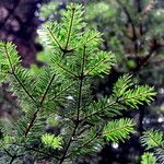 Abies alba Leaf