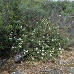 Cistus salviifolius Pokrój