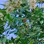 Acokanthera oblongifolia Flor