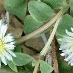 Delosperma tradescantioides