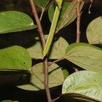 Bauhinia ungulata 葉