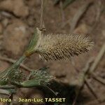 Crypsis schoenoides Flor