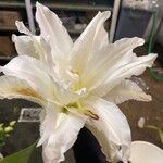 Amaryllis belladonnaFlor