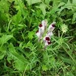 Linaria aeruginea Fleur