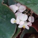 Begonia hydrocotylifolia Кветка