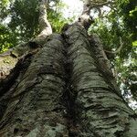 Gilletiodendron kisantuense Bark