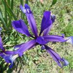 Iris spuria Floare