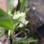 Polystachya subulata Flower