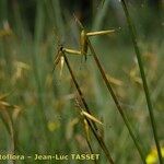 Carex pauciflora Λουλούδι