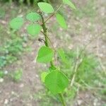 Erythrina herbacea برگ