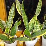 Sansevieria trifasciata Lehti