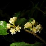 Casearia arborea 花