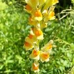 Linaria vulgarisVirág