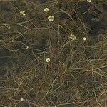 Ranunculus aquatilis Blomma