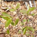 Prunus serotina Yaprak