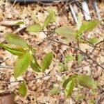 Prunus serotina Folha