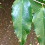 Flacourtia indica Blatt