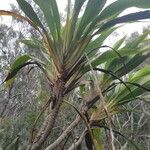 Cordyline mauritiana Φύλλο