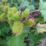 Xanthium strumariumFruchs