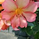 Rhododendron zoelleri പുഷ്പം