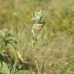 Asclepias viridiflora Hábito