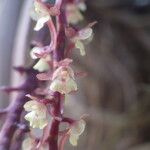 Rhipidoglossum rutilum Flower