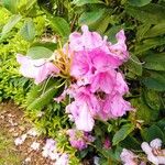 Rhododendron catawbiense花