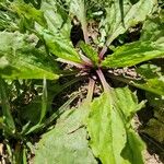 Plantago rugelii Folha