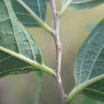 Diospyros acapulcensis Blad