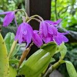 Guarianthe bowringiana Blodyn