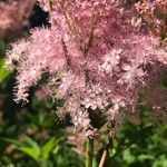 Filipendula rubra Fiore