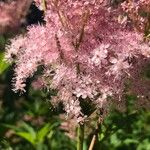 Filipendula rubra Flor