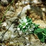 Telephium imperati موطن