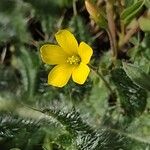 Oxalis exilis Flor