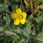 Oxalis exilis Flower