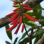 Erythrina corallodendrum Virág