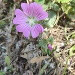 Malva punctata Leaf