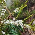 Leptospermum juniperinum