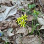 Gagea lutea Blomst