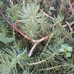 Petrosedum forsterianum Habit