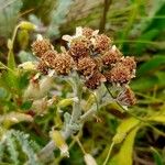 Achillea nana Плод