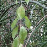 Lawsonia inermis Leaf