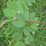 Bauhinia tomentosa Blatt