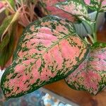 Aglaonema commutatum Liść