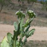 Valeriana discoidea Folha