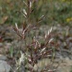 Acrospelion distichophyllum Flower