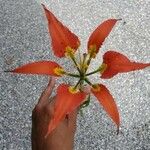 Lilium catesbaei ফুল