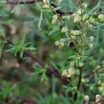 Artemisia scoparia Bloem