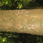 Protium apiculatum Coajă